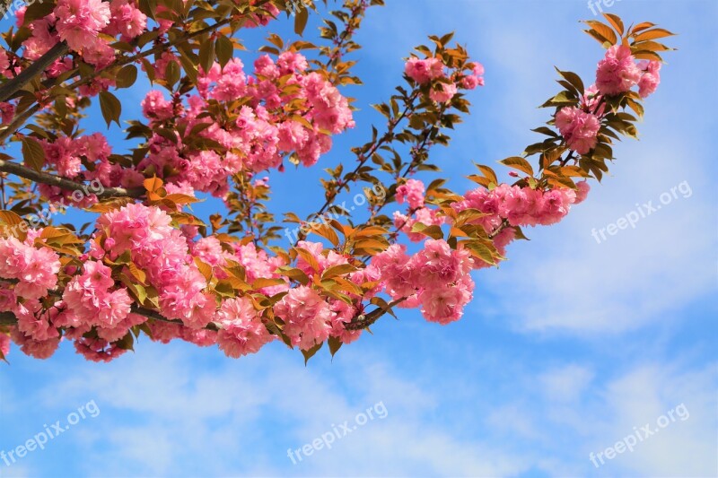 Flower Tree Current Season Plant Nature