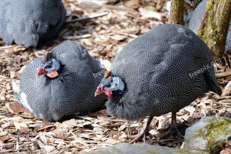 Guinea Fowl Nature Bird Animal Wildlife