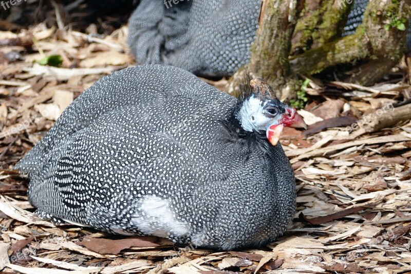 Guinea Fowl Nature Bird Animal Wildlife