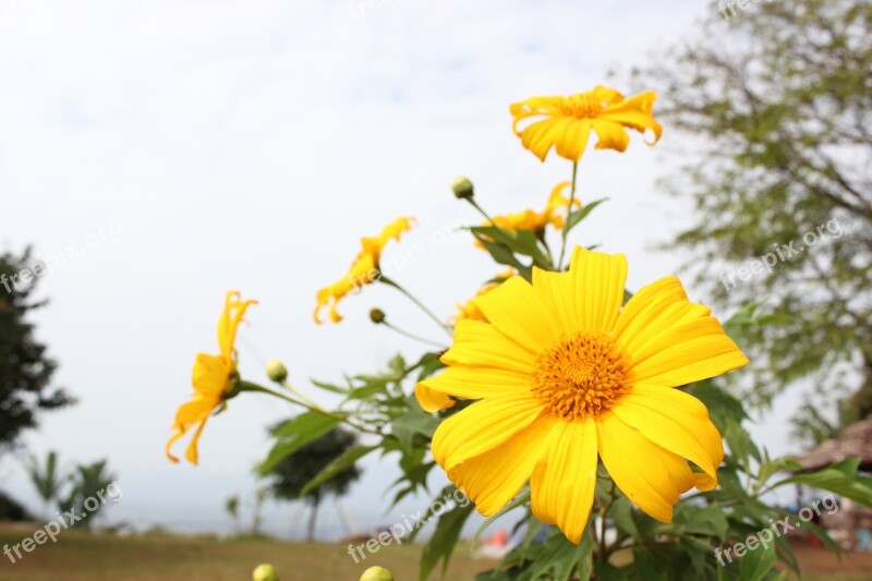 Nature Flora Summer Flower Field