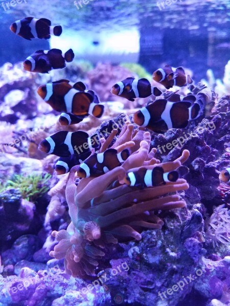 Underwater Coral Ocean Marine Reef