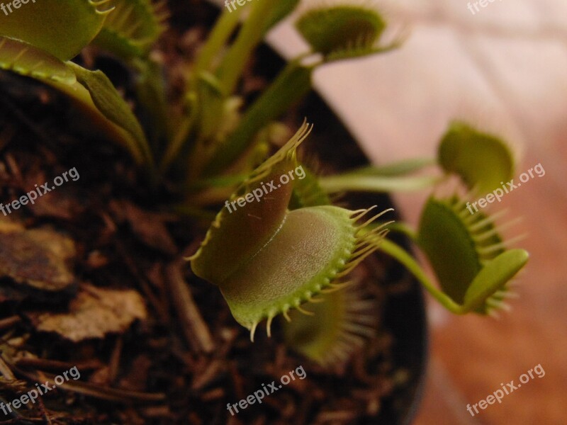 Plant Leaf Nature No Person Venus Flytrap