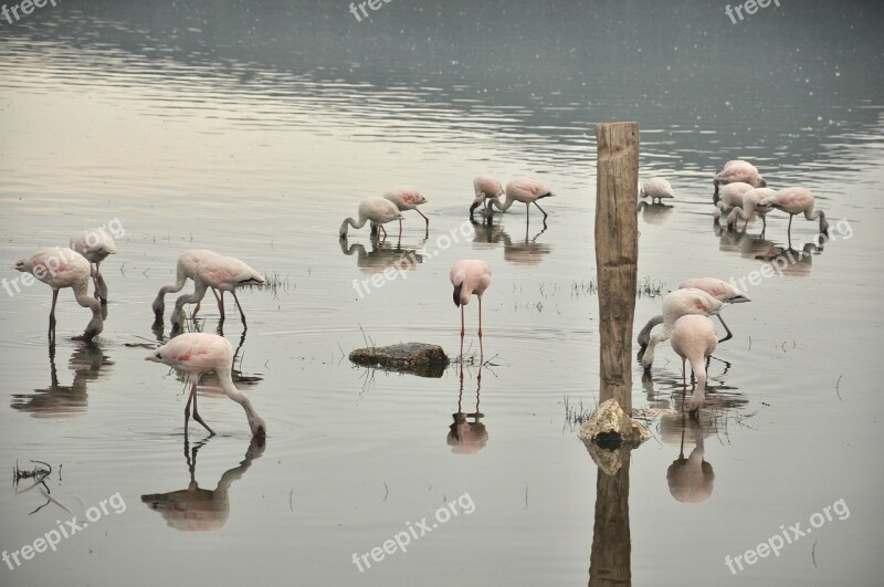 Bird Water Flamingo Wildlife Nature