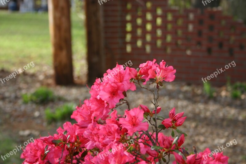 Flower Azalea Nature Flora Garden