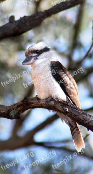 Kookaburra Bird Kingfisher Wildlife Nature