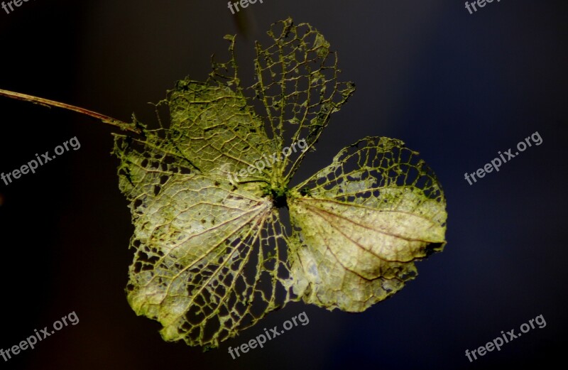 Nature Background Leaf Plant Hydrangea