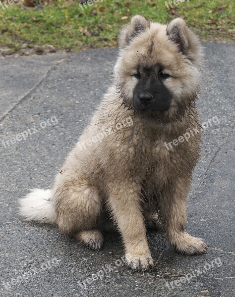 Dog Puppy Eurasians Animal Sitting