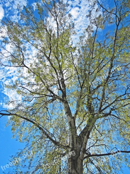 Spring Awakening Leaf Sprouting Birch Sunny Backlighting