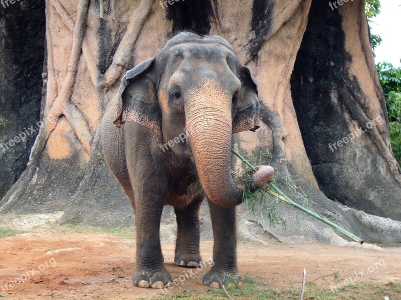 Nature Elephant Trunk Mammal Wild