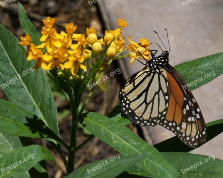 Butterfly Insect Nature Outdoors Wing