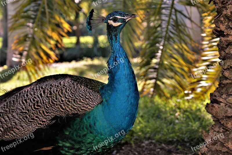 Nature Bird Outdoors Wildlife Peacock