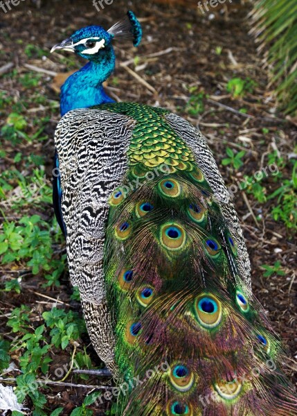 Peacock Bird Feather Peafowl Tail