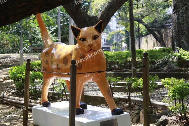 Cat Cali Colombia Park Feline