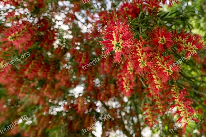 Tree Nature Season Plant Leaf