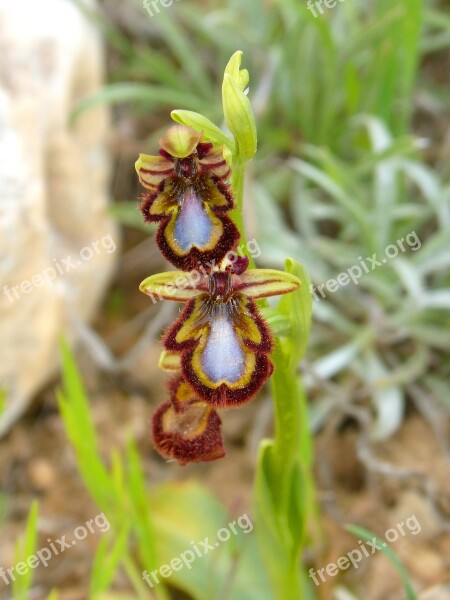 Ophrys Speculum Apiary Abellera Orchid Priorat