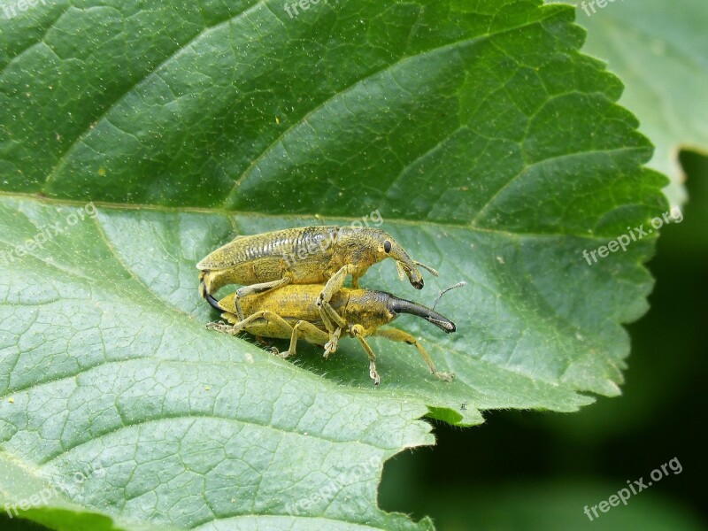 Weevils Of The Mauves Beetle Mallows Leaf Insects Mating Insect Breeding