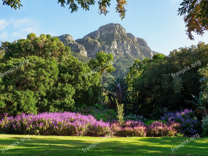 Kirstenbosch Botanical Gardens Landscape Nature Tree Flowers