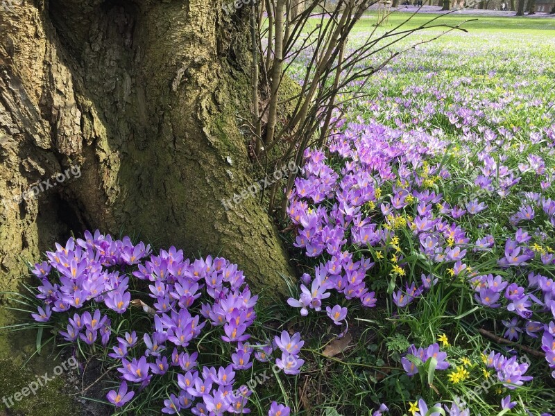 Crocus Blossom Bloom Spring Early Bloomer