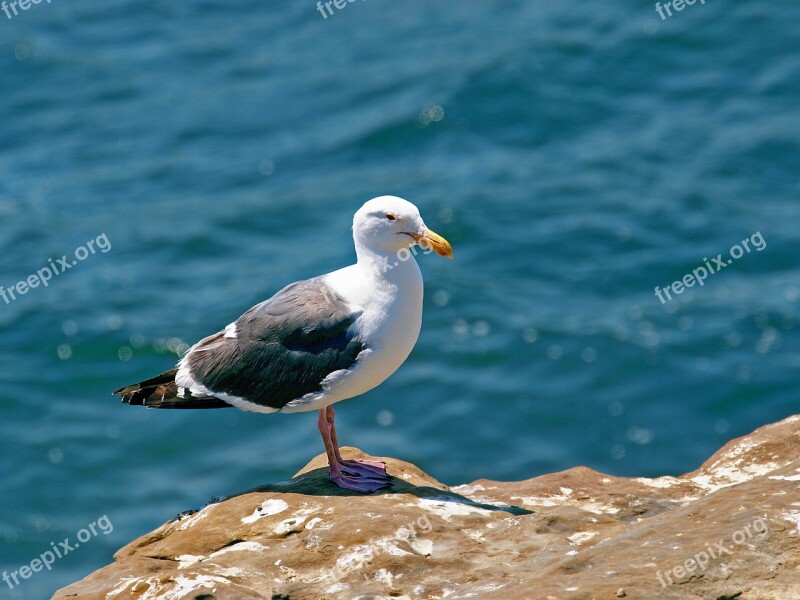 Water Sea Nature Bird Outdoors