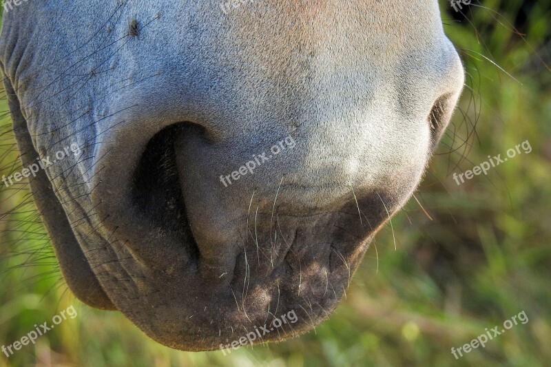 Horse Nose Nostrils Free Photos