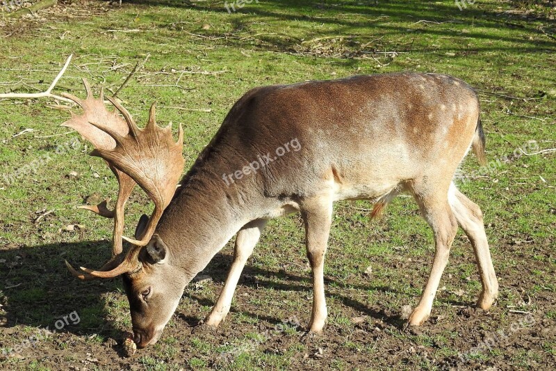 Fallow Deer Hirsch Mammal Animal Animal World