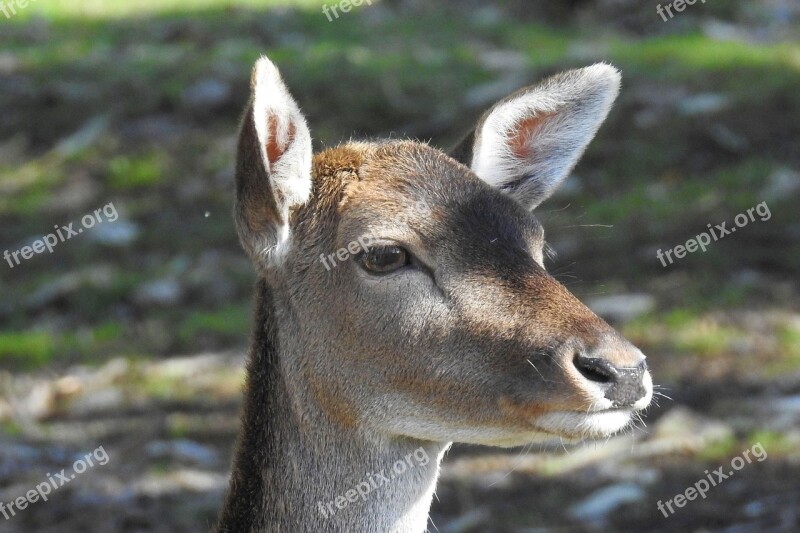 Roe Deer Fallow Deer Nature Mammal Animal