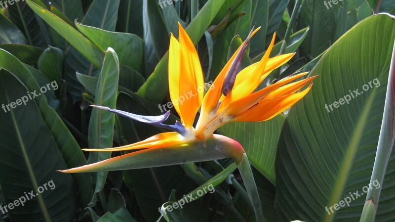 Nature Flora Leaf Flower Tropical