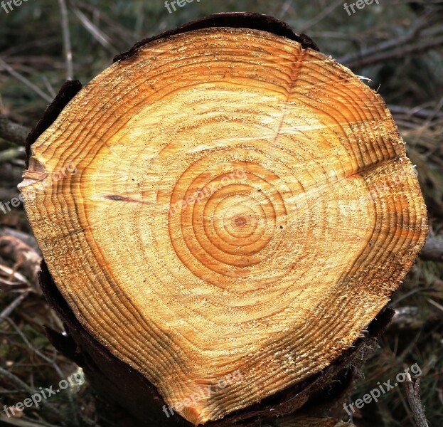 Tree Ring Growth Age Concentric