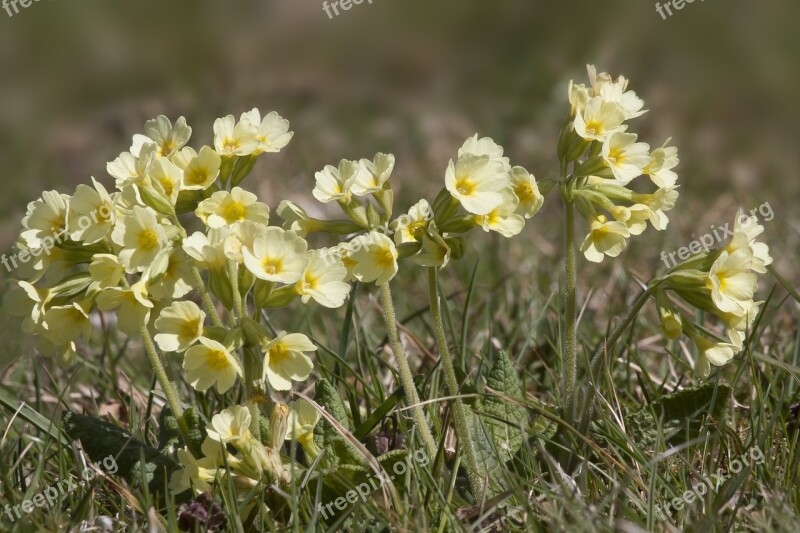 Cowslip Primula Veris Flower Nature Plant