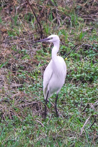 Nature Wild Life Birds Animalia Open Air