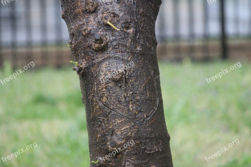 Nature Tree Outdoors Grass Wood