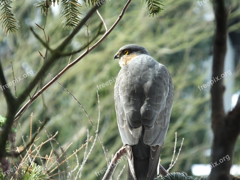 Sperber Raptor Bird Nature Animal World