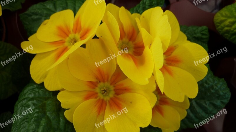 Flower Primrose Cowslip Blossom Bloom