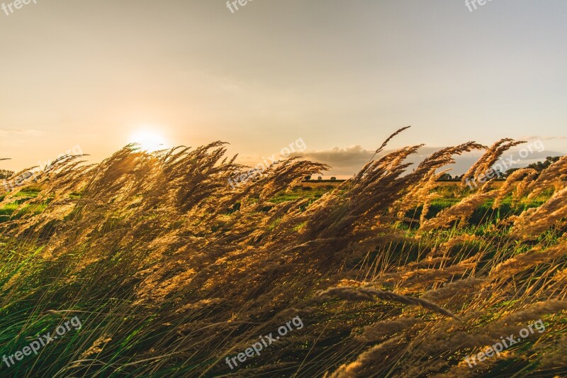 Nature Sun Rural Summer Grass