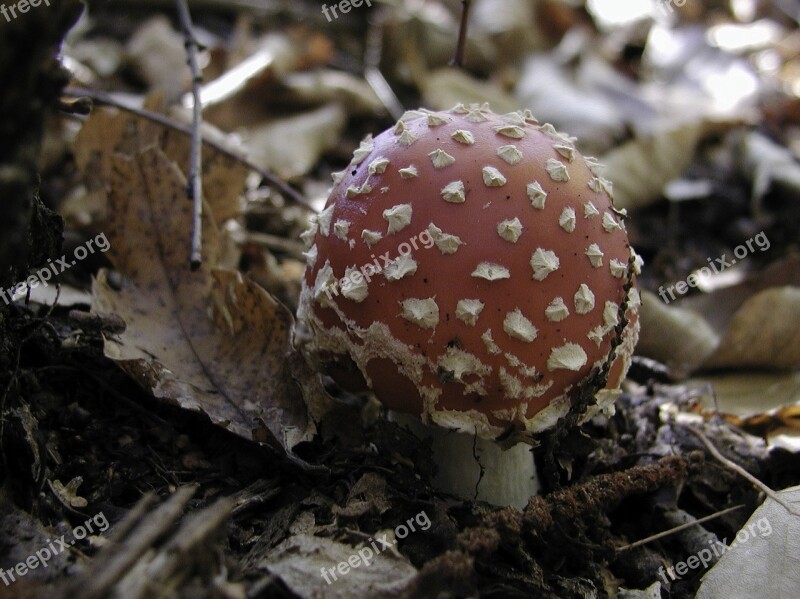 Mushroom Nature Toadstool Rac Free Photos