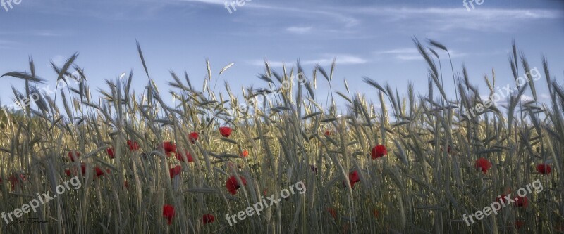 Nature Field Grass Summer Poppy