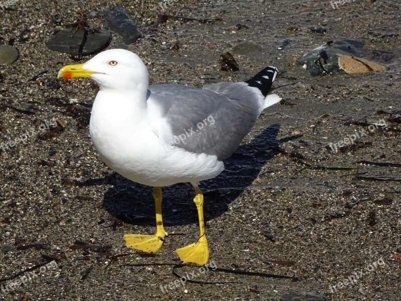 Birds Seagull Bird Wild Life Body Of Water