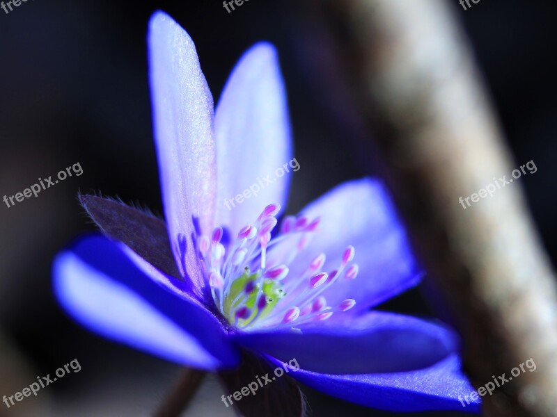 Flower Spring Liverwort Nature Blossom