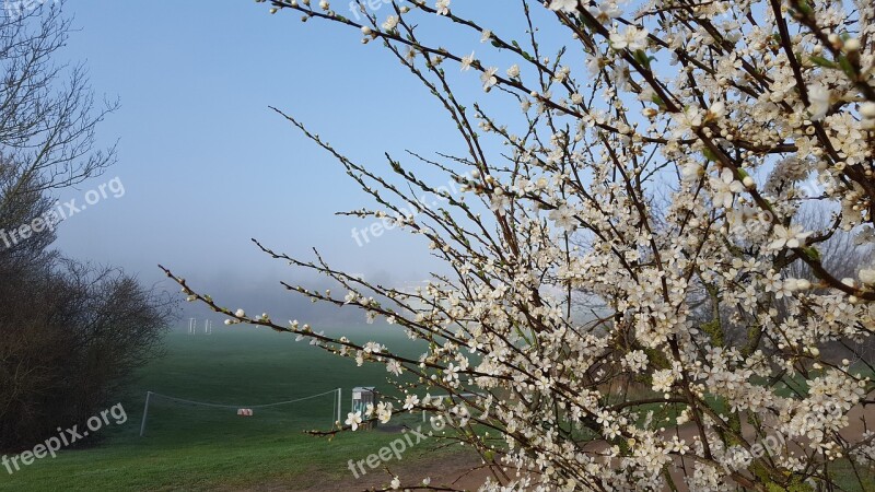 Natural Branch Blue Sky Spring Outdoor