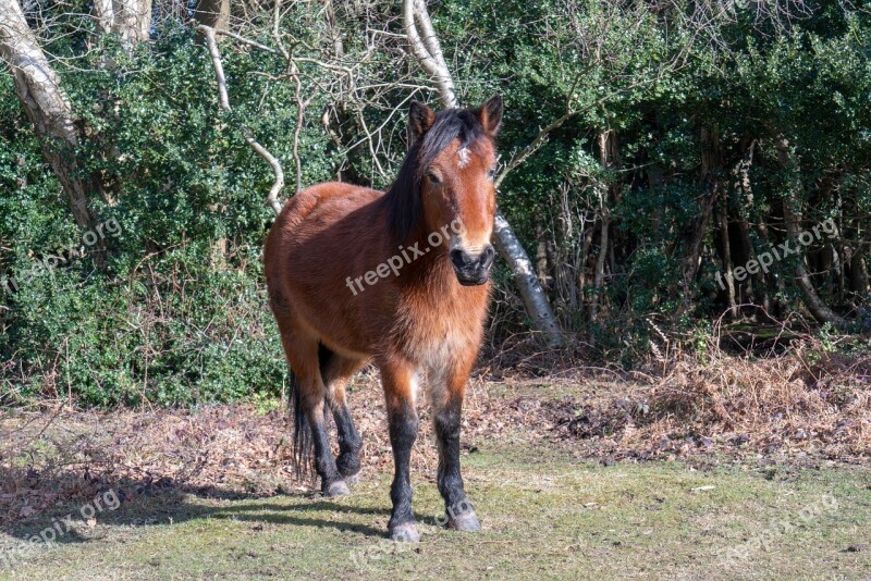 Nature Farm Grass Rural Animal