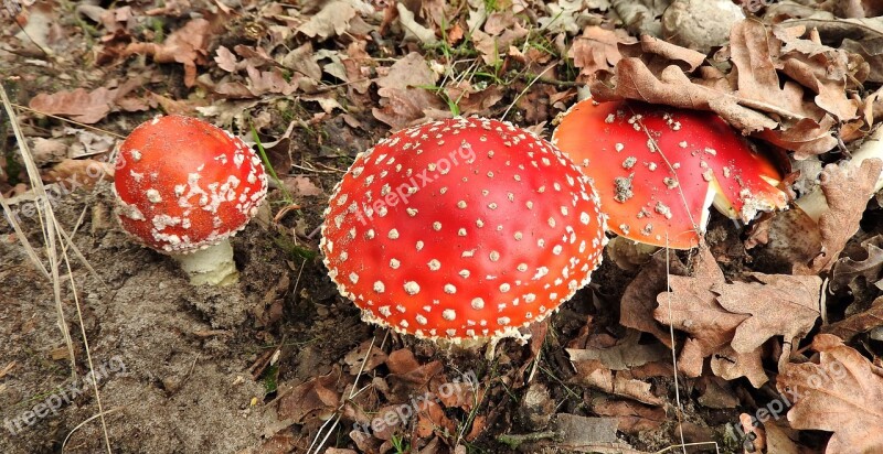 Fungi Toxic Mushroom Fly-agaric Free Photos