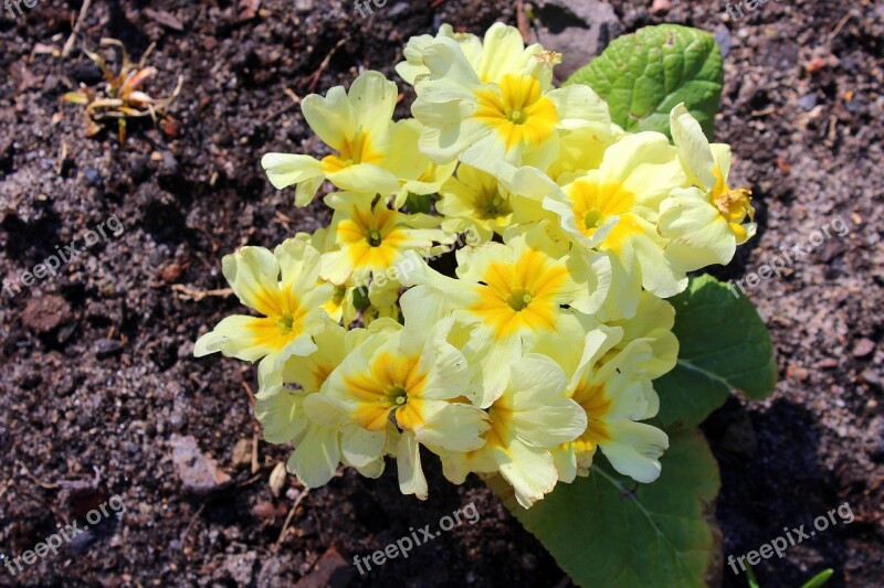 Prymulka Primula Spring Flowers Yellow Nature