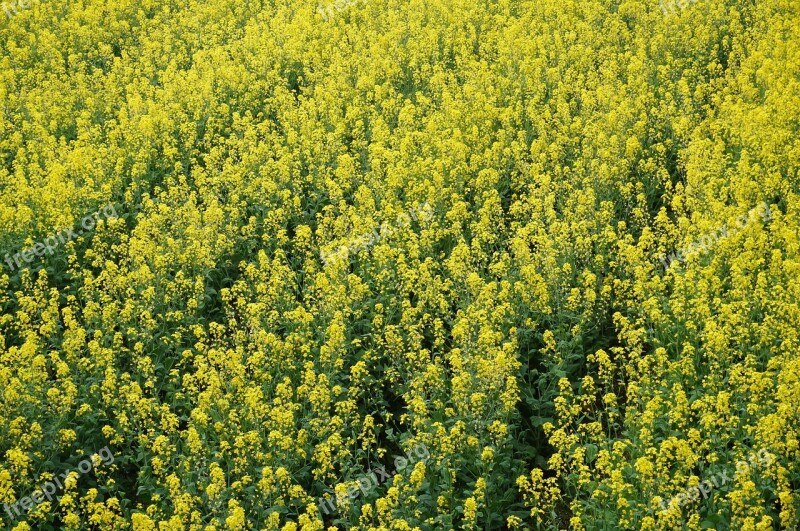 Rape Nature Flower Plant Free Photos