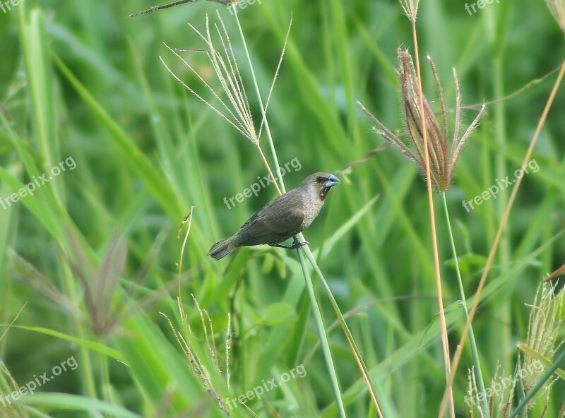 Nature Grass Wildlife Outdoors Animal