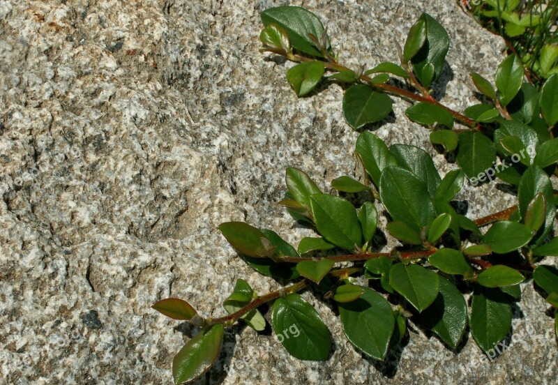 Leaf Plant Nature At The Court Of Garden