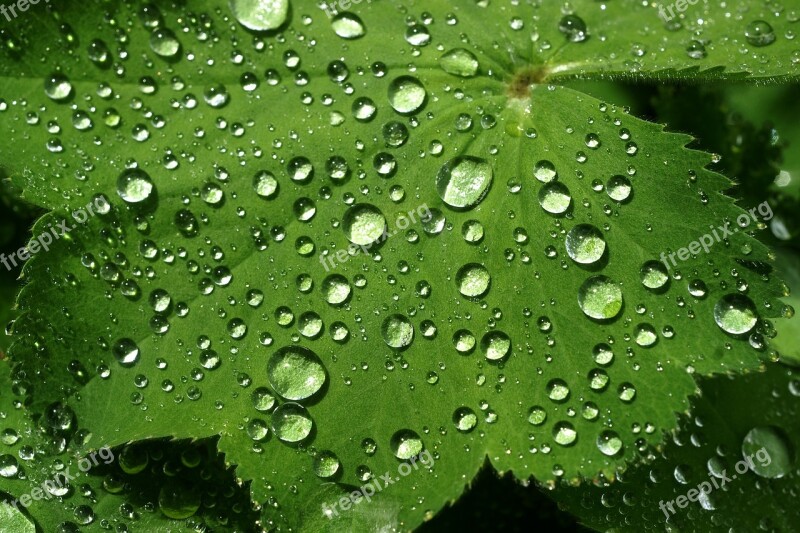 Leaf Rain Dew Drop Water Drops