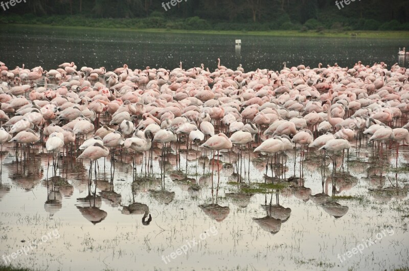 Nature Water Outdoors Flamingo Free Photos