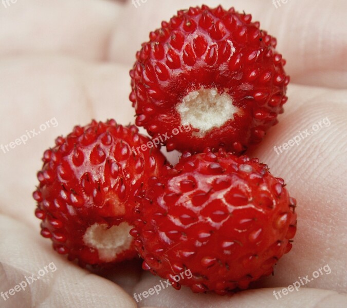 Fruit Dessert Fragaria Vesca Juicy Summer