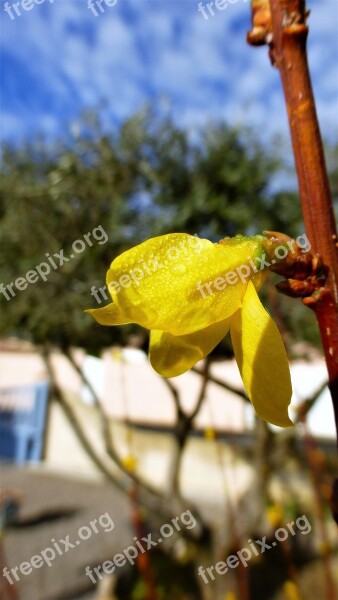 Nature Plant Flower Leaf Drop Water