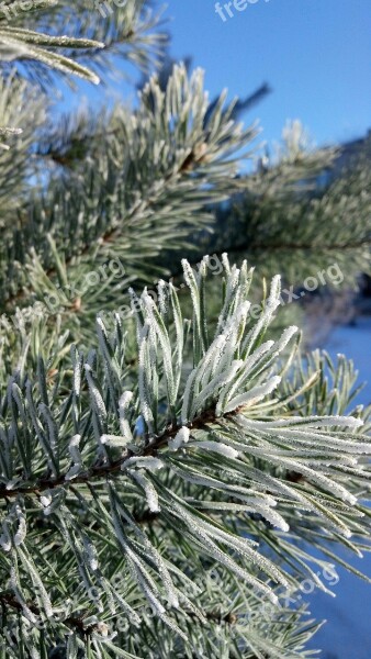 Nature Tree Needle Winter Outdoors